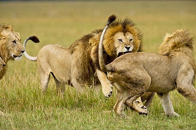 《守望先锋2》国服回归泄露 2025年2月19日上线